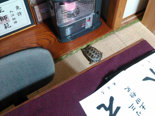 入江書道塾の亀
